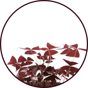 Oxalis leaves opening up.