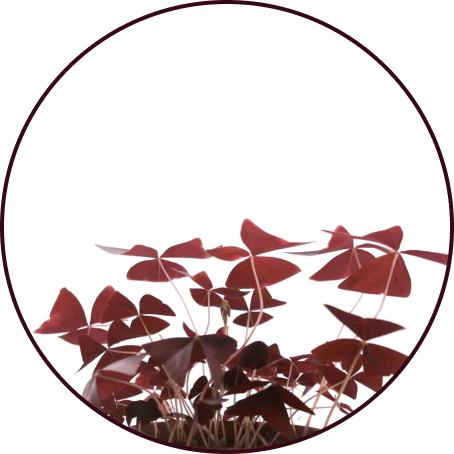 Oxalis leaves opening up.