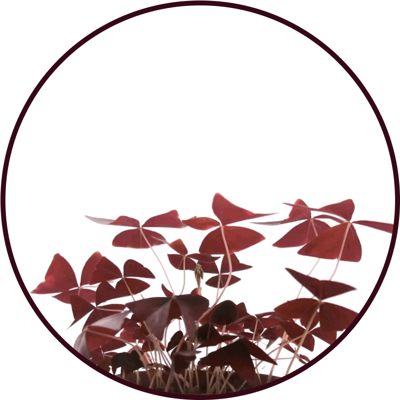 Oxalis leaves opening up.